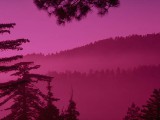 bigbearpurple