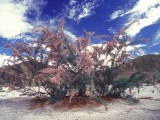 desert_flora2_2