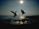 oceanbirds